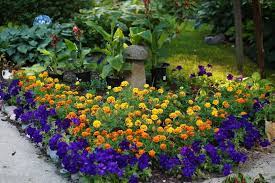 Marigolds Look Stunning In Every Flower Bed Setting And Bloom Through Out Summer Flower Beds Marigolds In Garden Garden Care