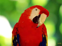 Gambar burung kakak tua dan berbagai macam jenisnya burung kakatua menghuni hutan primer dan juga hutan sekunder yang tinggi dan gambar wallpaper burung hantu kartun mewarnai gambar sumber www.blogteraktual.com. Kakak Tua Easy Work Easy Money