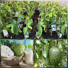 Image result for Annona muricata