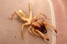 They use their strong jaws to capture and kill prey, without need for venom. 15 èŠ‚è‚¢åŠ¨ç‰© Ideas