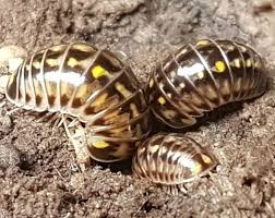 Image result for Bothriocline glomerata