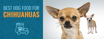 best dog food for chihuahuas top 4