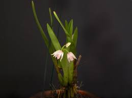 Image result for Polystachya