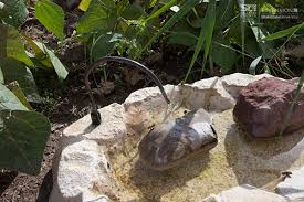 What flowers attract bees and butterflies. Attracting Bees Butterflies The Organic Forecast