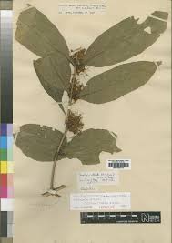 Image result for Tricalysia pallens