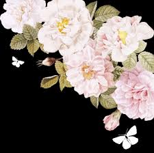 Walimatul Urus Farah & Faiz