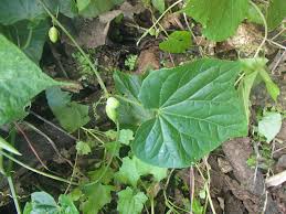 Image result for Zehneria