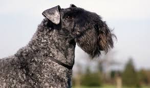 3.5 months old akc registered, pure bred…. Kerry Blue Terrier Breed Information
