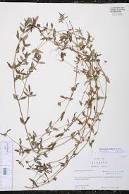 Image result for Oldenlandia angolensis