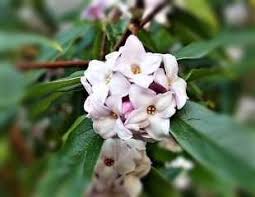 Not all peonies are fragrant and scent intensity varies depending on the color. 20 Best Scented Plants For Your Garden