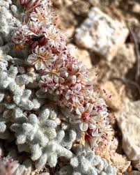 Image result for Eriosema montanum