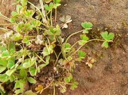 Image result for Cheilanthes botswanae