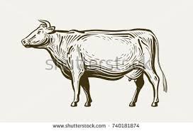Cow Standing View Profile Farm Animal Beef Milk Sketch Vector Illustration Farm Animals Animals Lion Sketch