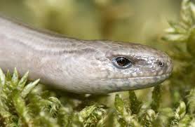 Die blindschleiche ist neben igeln und kröten solch ein gartenbewohner. Die Blindschleiche Anguis Fragilis Waldwissen Net