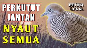 Ukuran badan perkutut betina umumnya lebih kecil dan agak pendek di banding perkutut jantan. 12 65 Mb Suara Perkutut Betina Memanggil Jantan Download Lagu Mp3 Gratis Mp3 Dragon