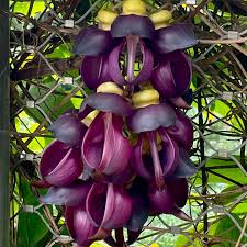 Image result for Mucuna stans
