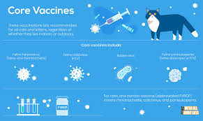 Topics covered are key issues associated with vaccines, side effects, and types of vaccinations for cat. Cat Vaccinations What You Need To Know We Re All About Cats