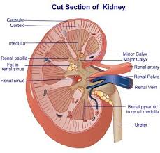 Urinary System Anatomy And Physiology Study Guide For Nurses Anatomy And Physiology Human Anatomy And Physiology Physiology