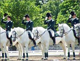 pin on lipizzaner pferd