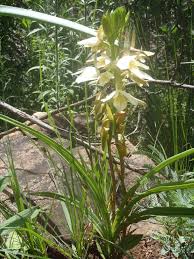 Image result for Eulophia ovalis