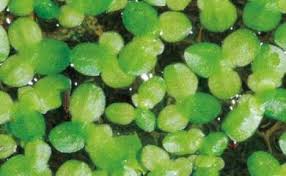 Image result for Lemna aequinoctialis