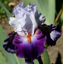 Team Spirit Iris Google Search Most Beautiful Flowers Beautiful Flowers Bearded Iris