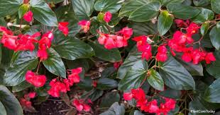 Dragon Wing Begonia Plant Growing And Care Tips In 2020 Begonia Dragon Showy Flowers Plants