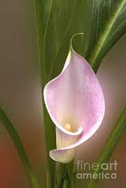 Stunning Pink Calla Lily By Deborah Smolinske Pink Calla Lilies Calla Lily Flowers Calla Lily