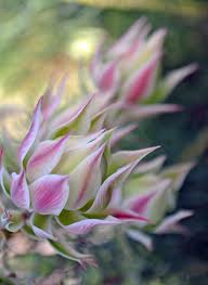 Maybe you would like to learn more about one of these? Art In Bloom February Long Lasting Flower Australian Flowers Rare Flowers