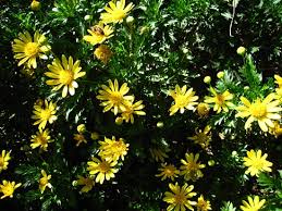 Image result for Euryops chrysanthemoides