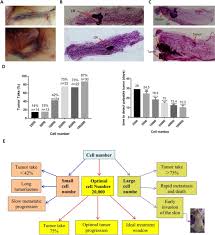 Perhaps the biggest moment in ribbon history, though, came in 1991 when charlotte haley created pink ribbons to bring attention to breast cancer. Development And Characterization Of Mammary Intraductal Mind Spontaneous Metastasis Models For Triple Negative Breast Cancer In Syngeneic Mice Scientific Reports