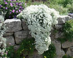 Alyssum Organic Seeds Heirloom Open Pollinated Non Gmo Grow Indoors Outdoors In Pots Grow Beds Soil Hydroponics Aquaponics Edging Plants Alyssum Flowers Plants For Planters