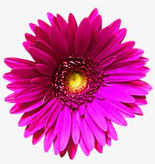 We did not find results for: Daisy Flowers Png Transparent Image Clipart Single Beautiful Flowers Png Image Transparent Png Free Download On Seekpng