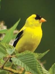 Black Bird With Large Yellow Beak Yellow Birds Indiana Yellow Finch So Bright And Cheery In The Birds Of Indiana An Wild Birds Unlimited Wild Birds Goldfinch