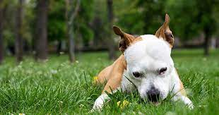 Why Do Dogs Eat Grass Zoetis Petcare