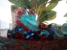 Betta Gulping Underwater Yawning Fish Care