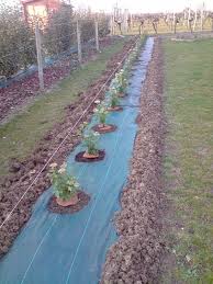 Voici le matériel nécessaire et toutes les étapes le laurier, si vous ne savez pas quelle plante choisir pour la pose d'une haie, n'hésitez pas à. Des Nouvelles Au Jardin Enchante