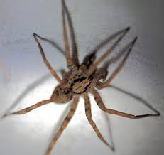 Arana's high standard of support for residents and our thriving college spirit is the stuff of legends, new zealand wide and around the world. Arana Tigre Nombre Cientifico Scytodes Globula Tambien L Flickr