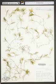 Image result for Najadaceae