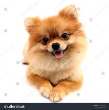 Pomeranian Dog With White Backdrop Sanatcilar Resim Fotograf