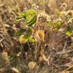 Image result for Cyathula uncinulata