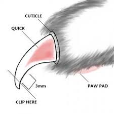 how to trim a cat s nails lovetoknow