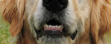Canada boasts one of the best health services in the world, and certainly has one of the best free universal health services. Keeping Your Dog S Teeth Clean Hartz