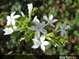 Image result for Plumbago zeylanica