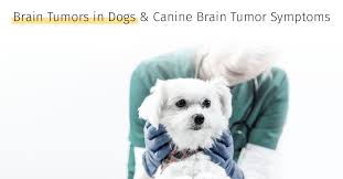 Brain tumors are rather common in older dogs. Brain Tumors In Dogs Canine Brain Tumor Symptoms Medrego Guide