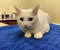 Capitol Illini Veterinary Services