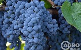 Jul 24, 2021 · бегона мулк узум дис маст : Ò›ora Kishmish Uzum Navi Ò³aÒ›ida Agro Olam Uz