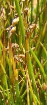 Image result for Isolepis
