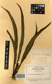 Image result for Chlorophytum stenopetalum