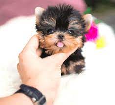 Available Teacup Yorkies The Average Market Price For Each Of These Puppies Is 1200 But You Get An A Teacup Puppies Teacup Yorkie Puppy Cute Dogs And Puppies